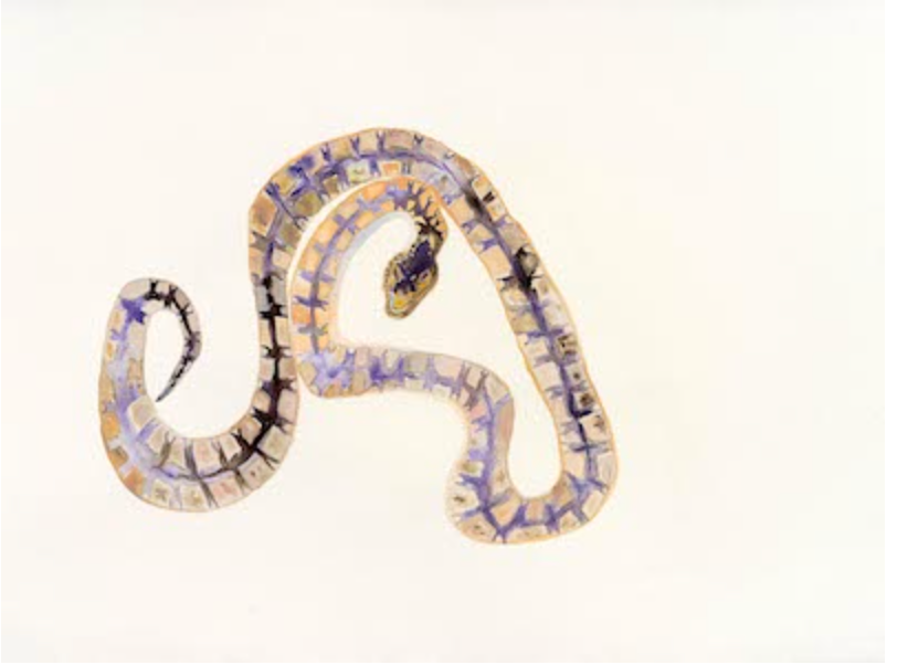 KreuzotterRegenbogenkörper