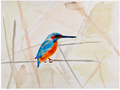 Eisvogel