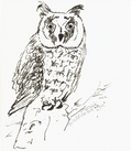 Eule