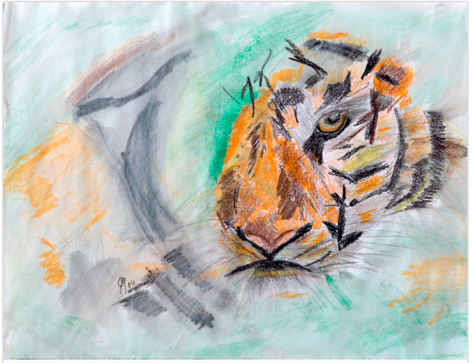 Indischer Tiger