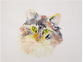 Miezekatze