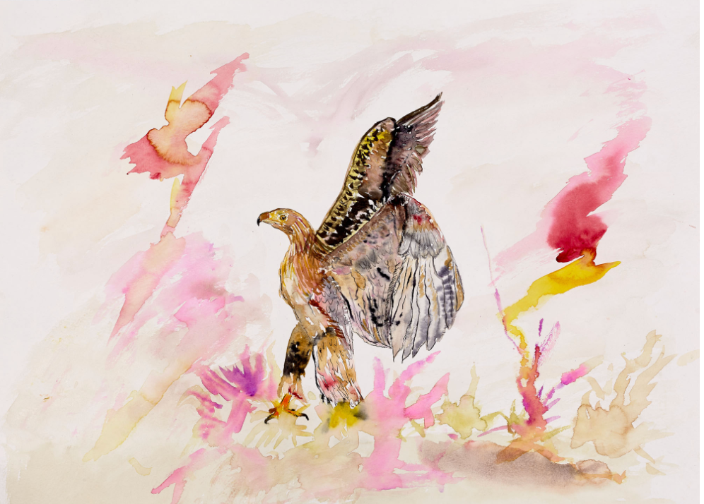 Steinadler