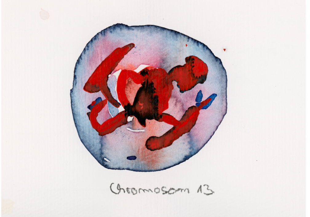 Chromosom 013