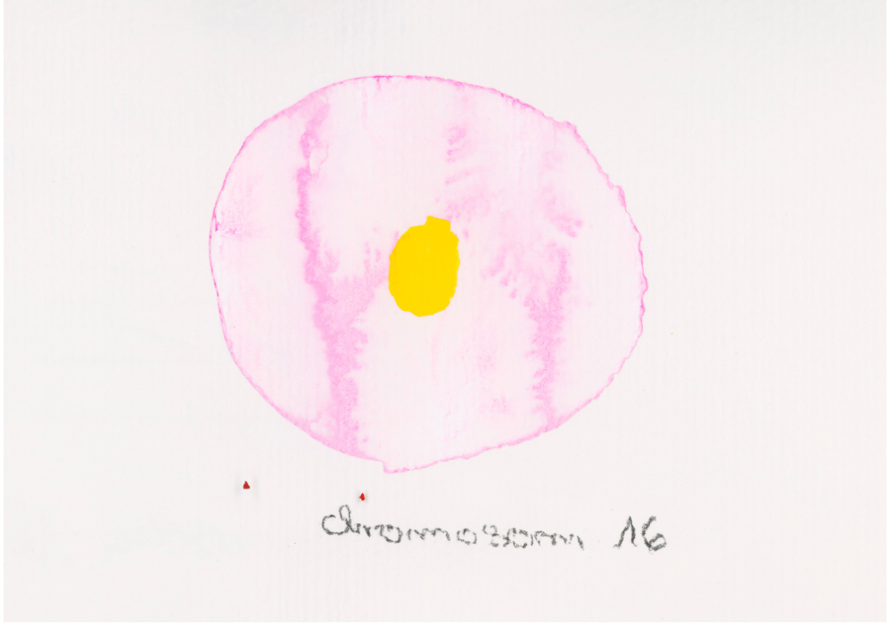 Chromosom 016
