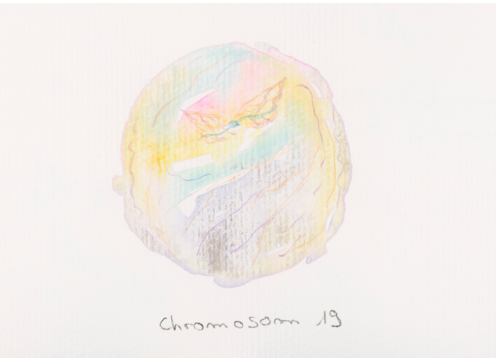 Chromosom 019