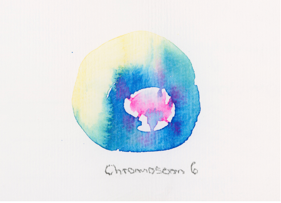 Chromosom 006