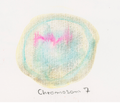 Chromosom 007