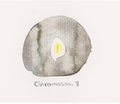 Chromosom 008