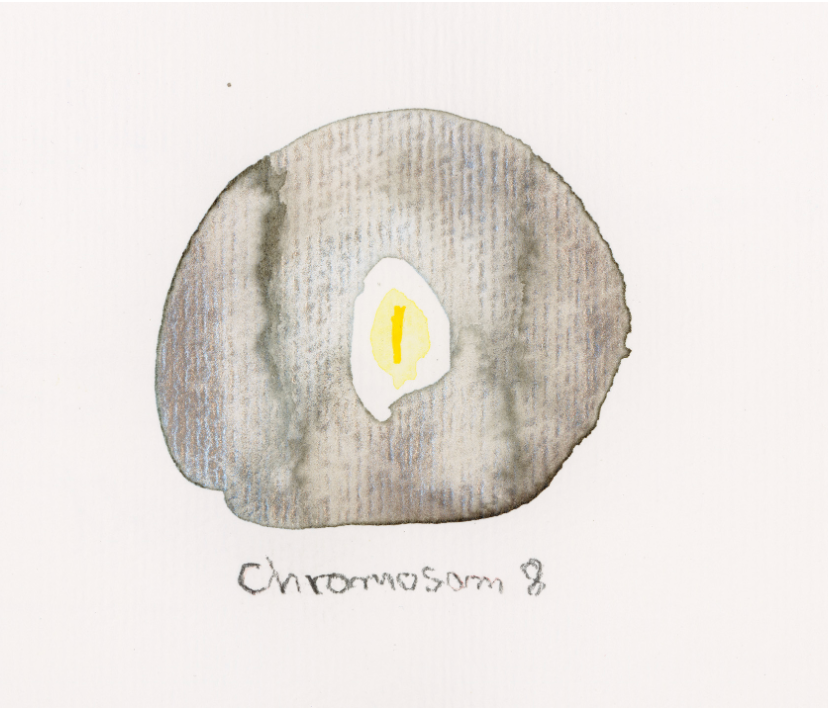 Chromosom 008